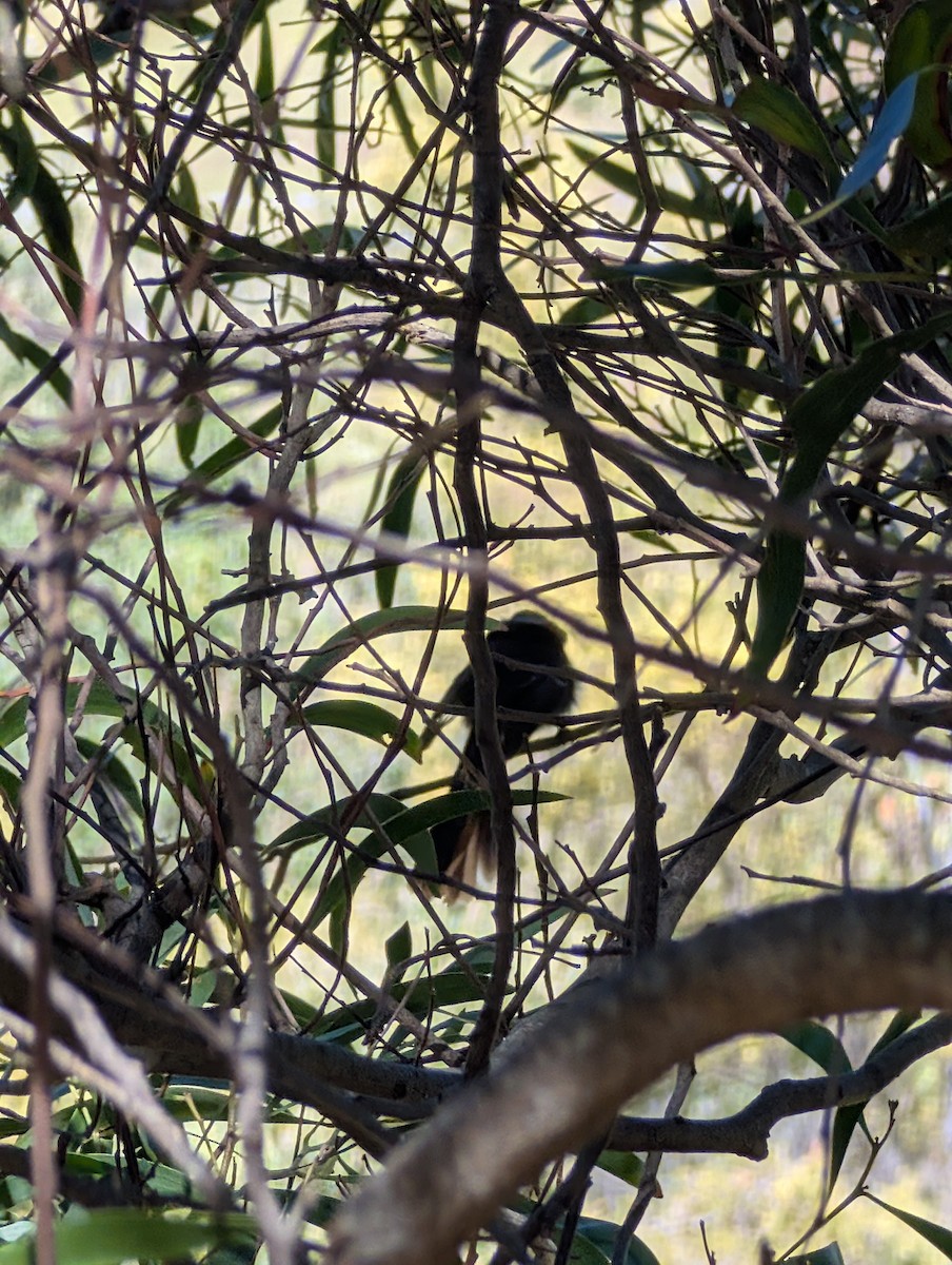 Gray Fantail - ML643406461