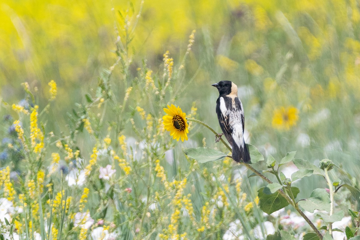 Bobolink - ML643406470