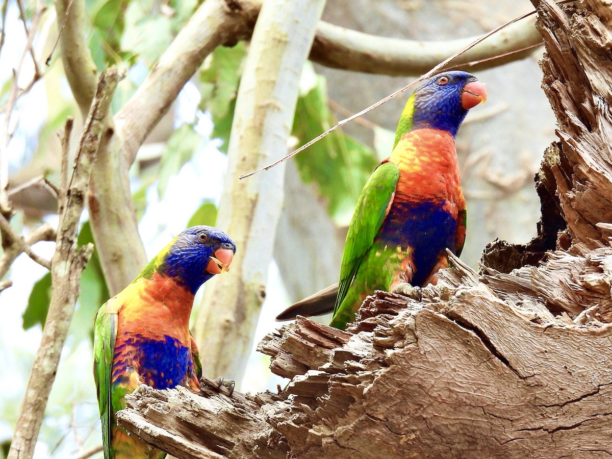 Rainbow Lorikeet - ML643406471
