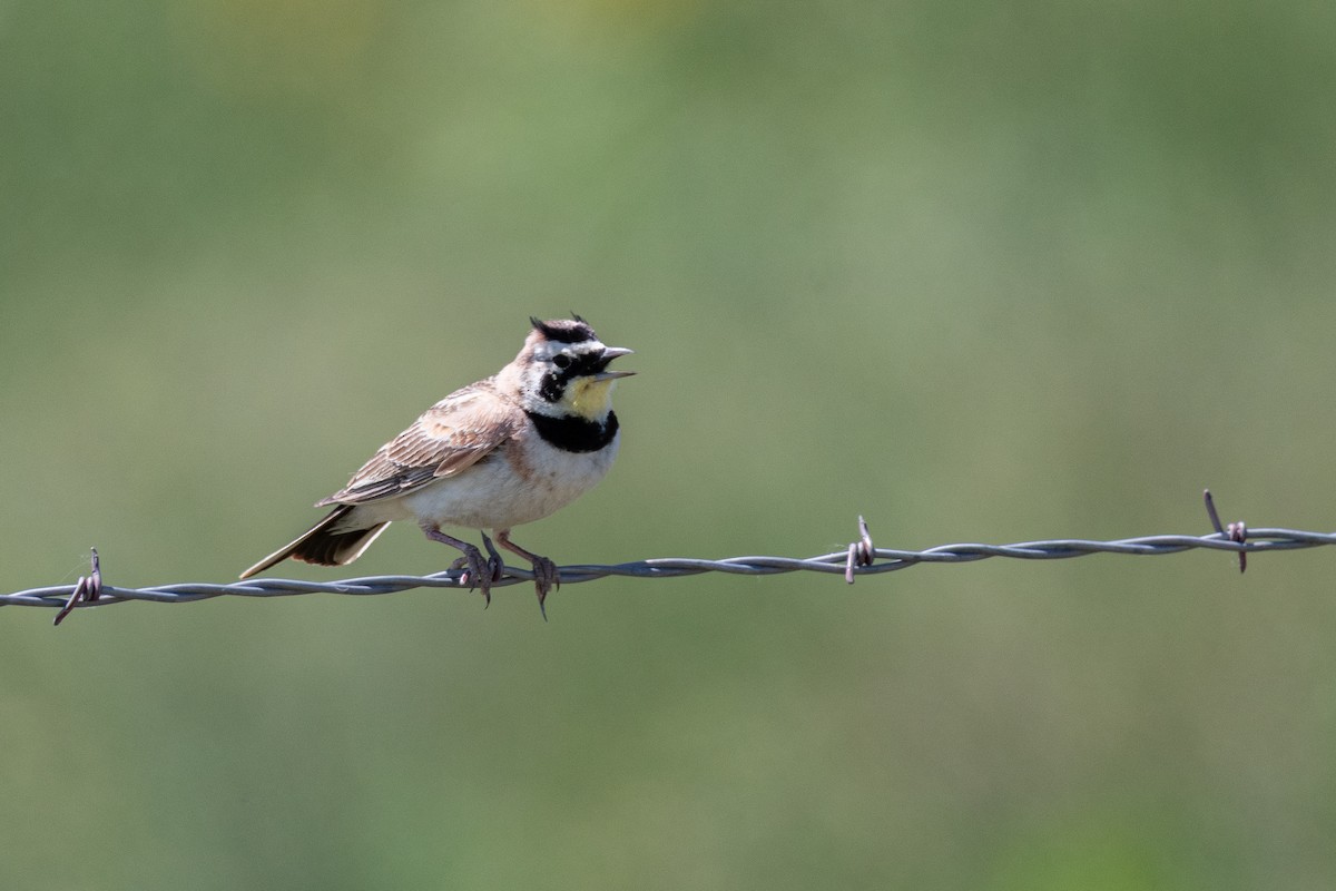 Horned Lark - ML643406479