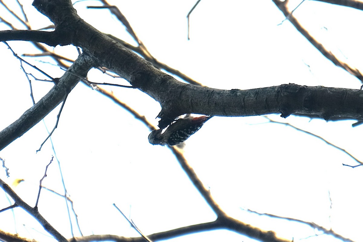 小啄木 - ML643406497