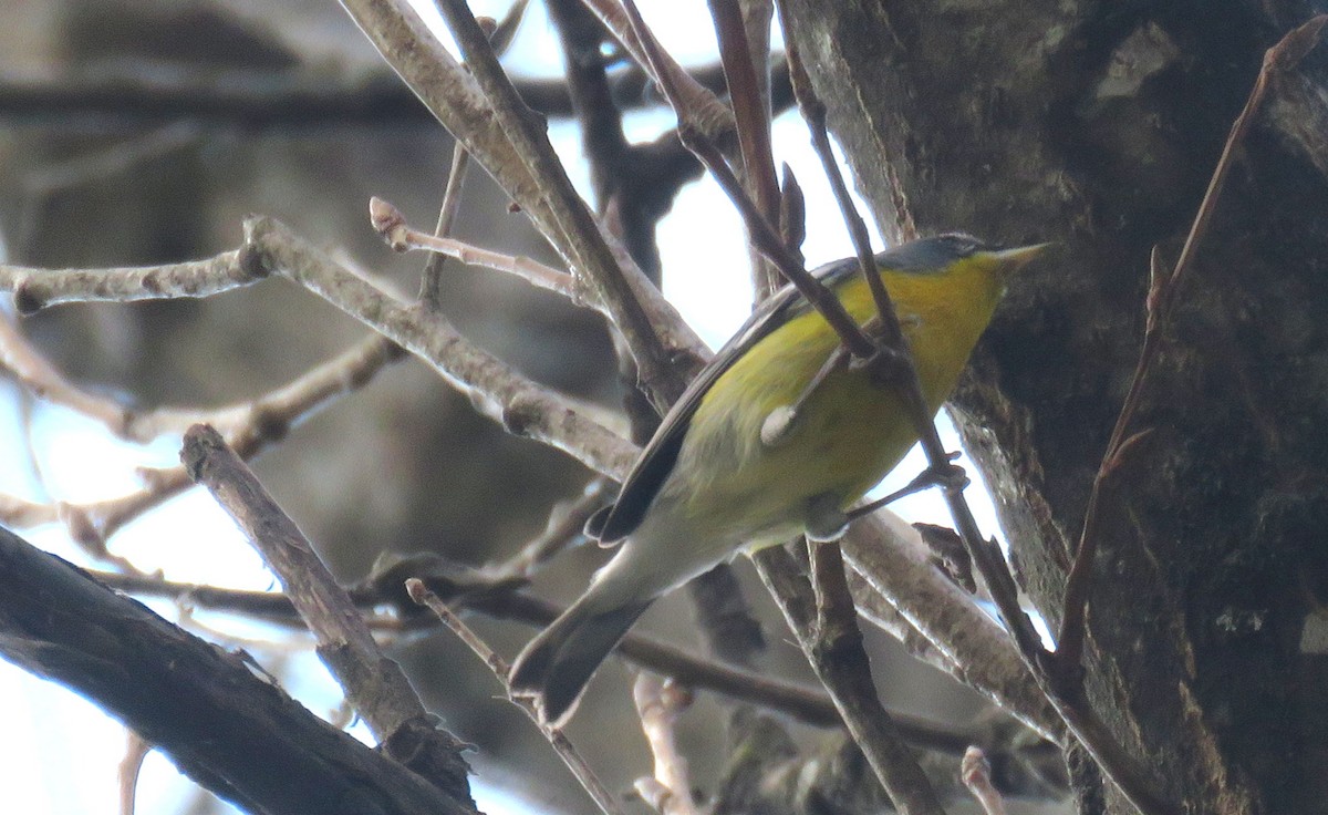 Elfenwaldsänger - ML643406509