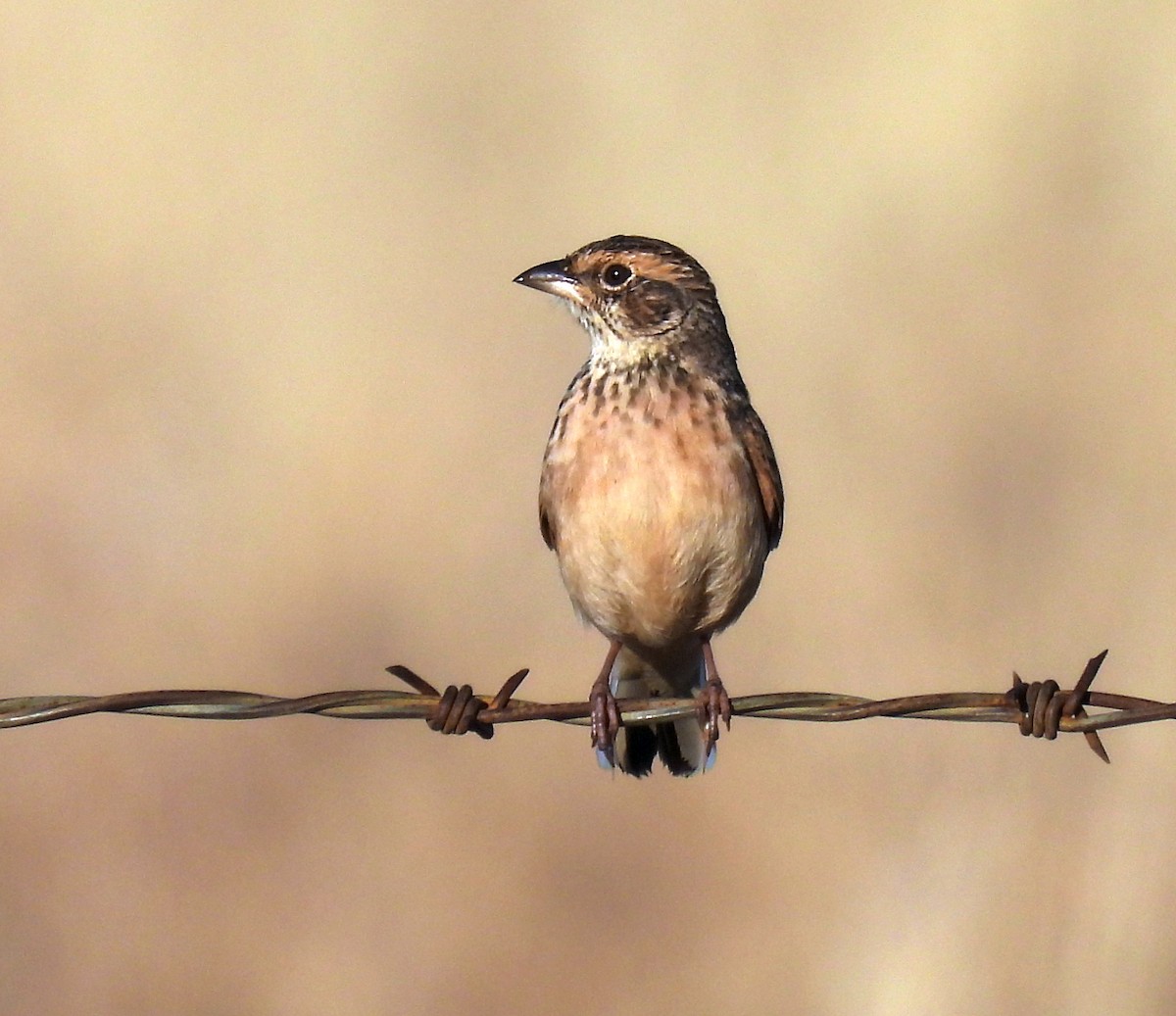 Singing Bushlark (Australasian) - ML643406512