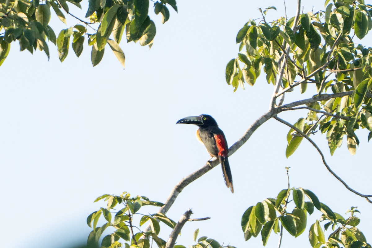 Collared Aracari - ML643406517
