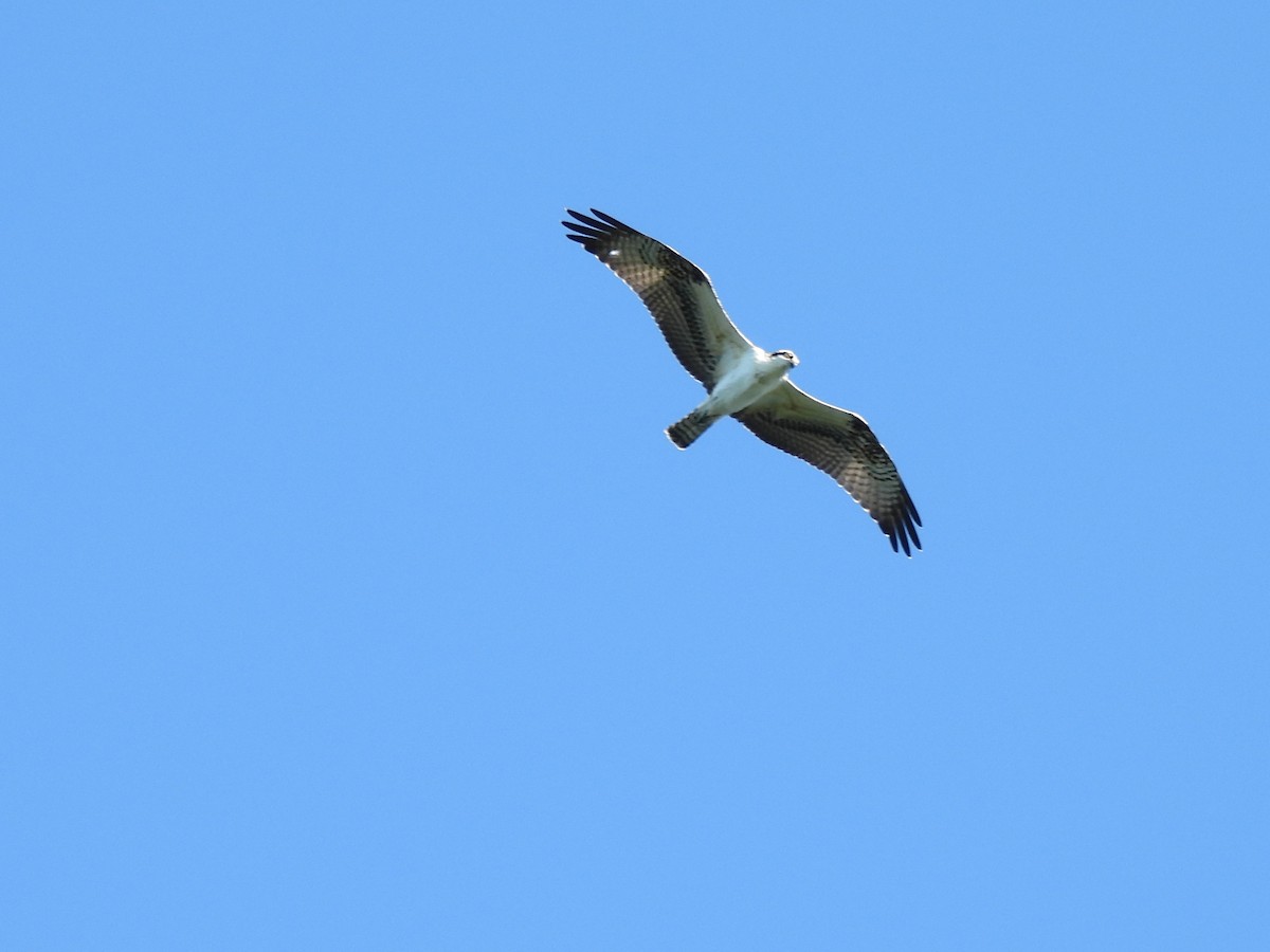 fiskeørn - ML643406519
