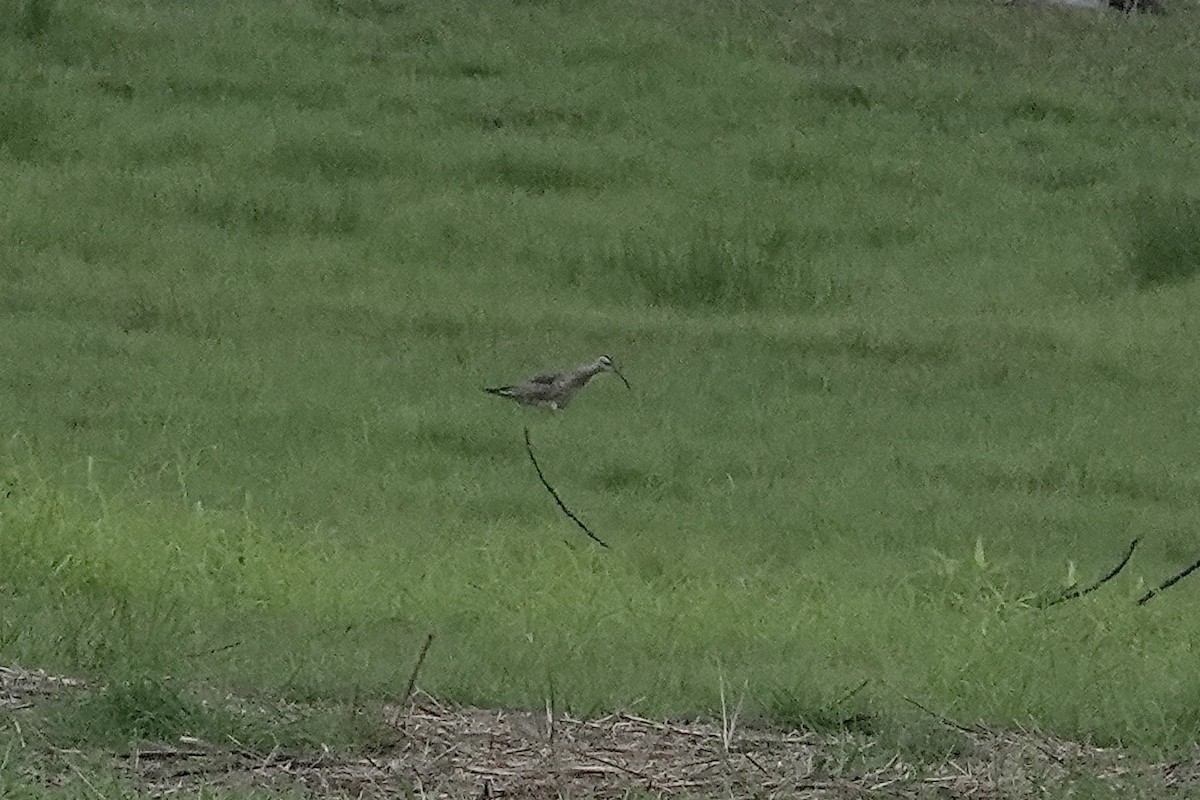 コシャクシギ - ML643406532