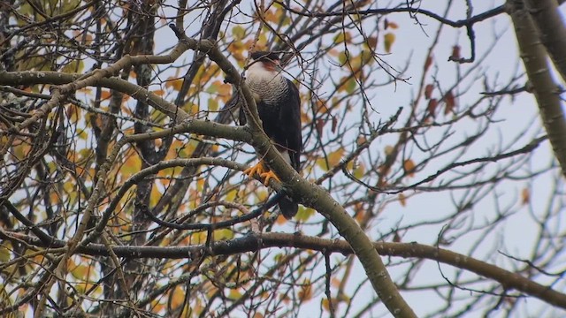 Crested Caracara - ML643406547
