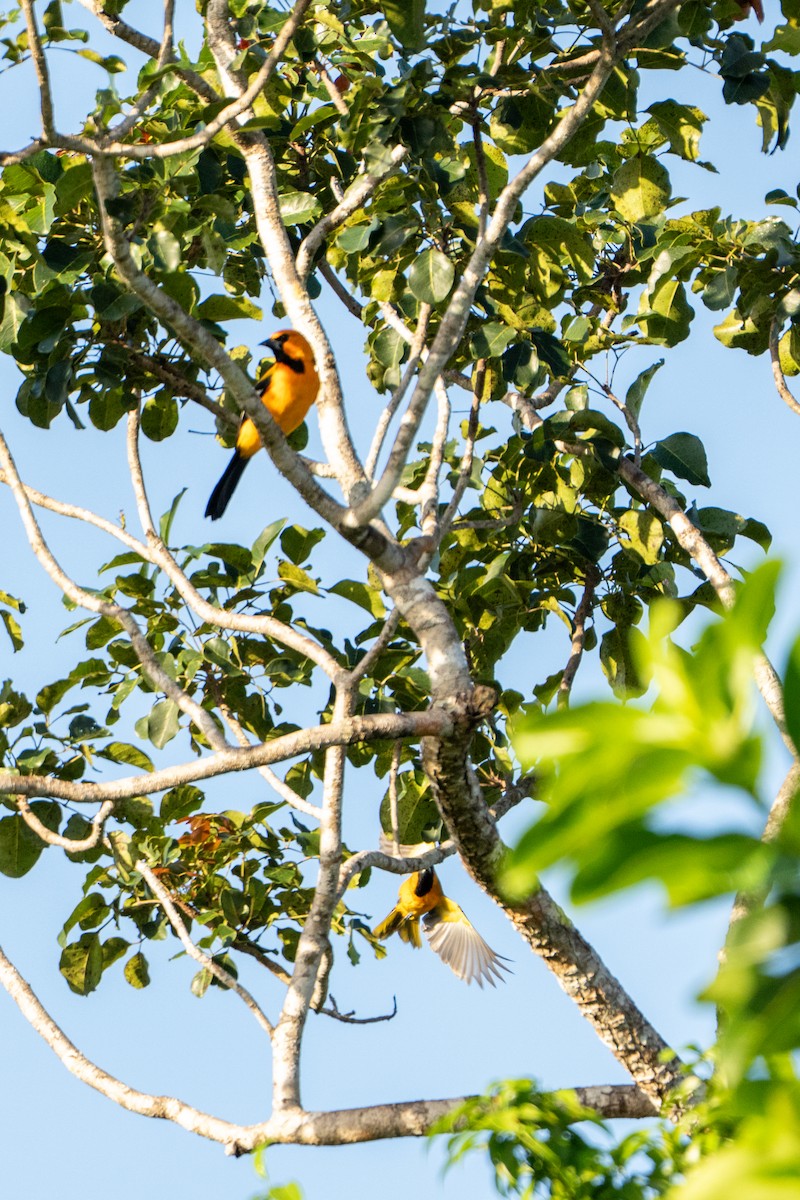 Oriole orange - ML643406560