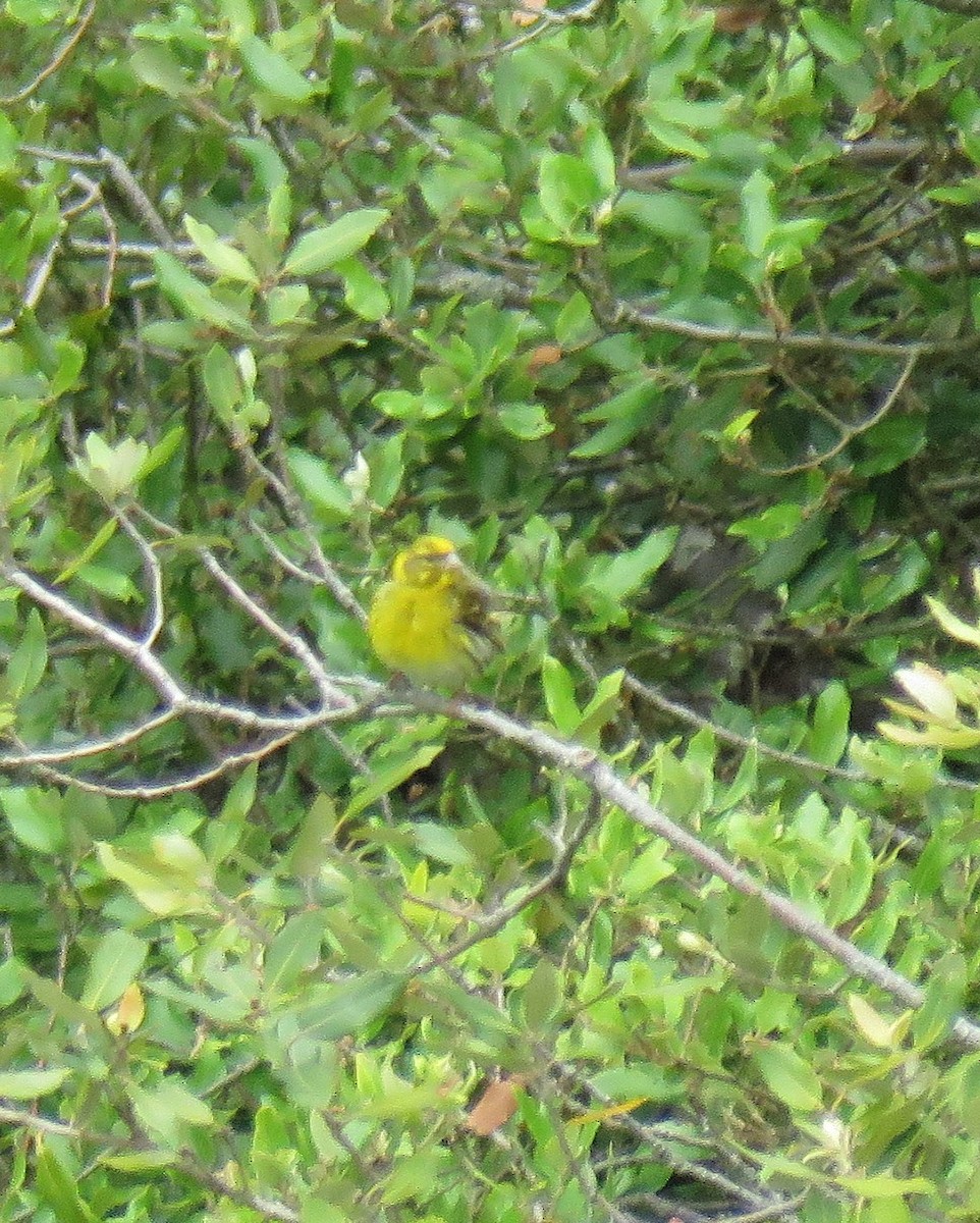 Serin cini - ML643406570