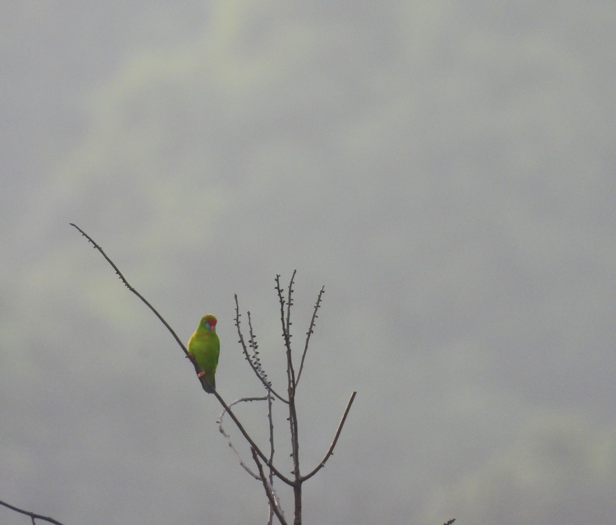 Coryllis des Philippines - ML643406575