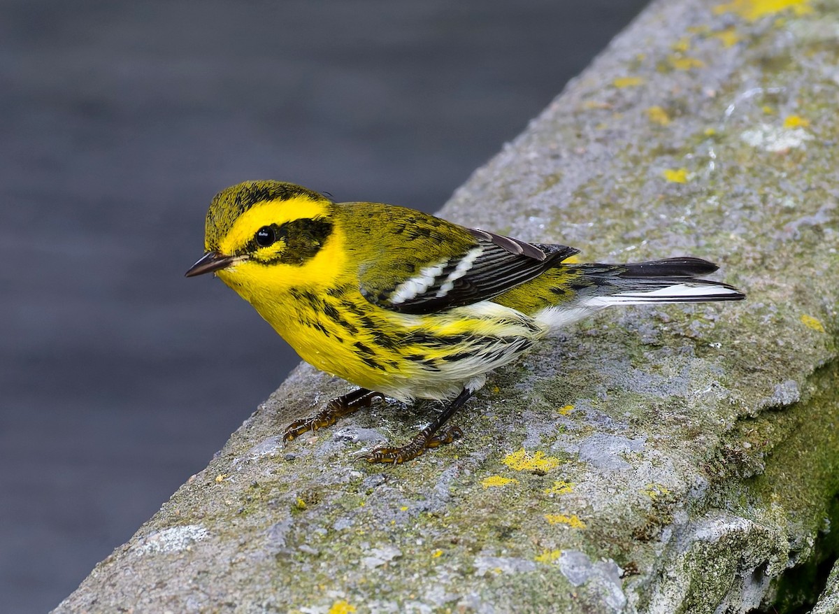 Townsend's Warbler - ML643406598
