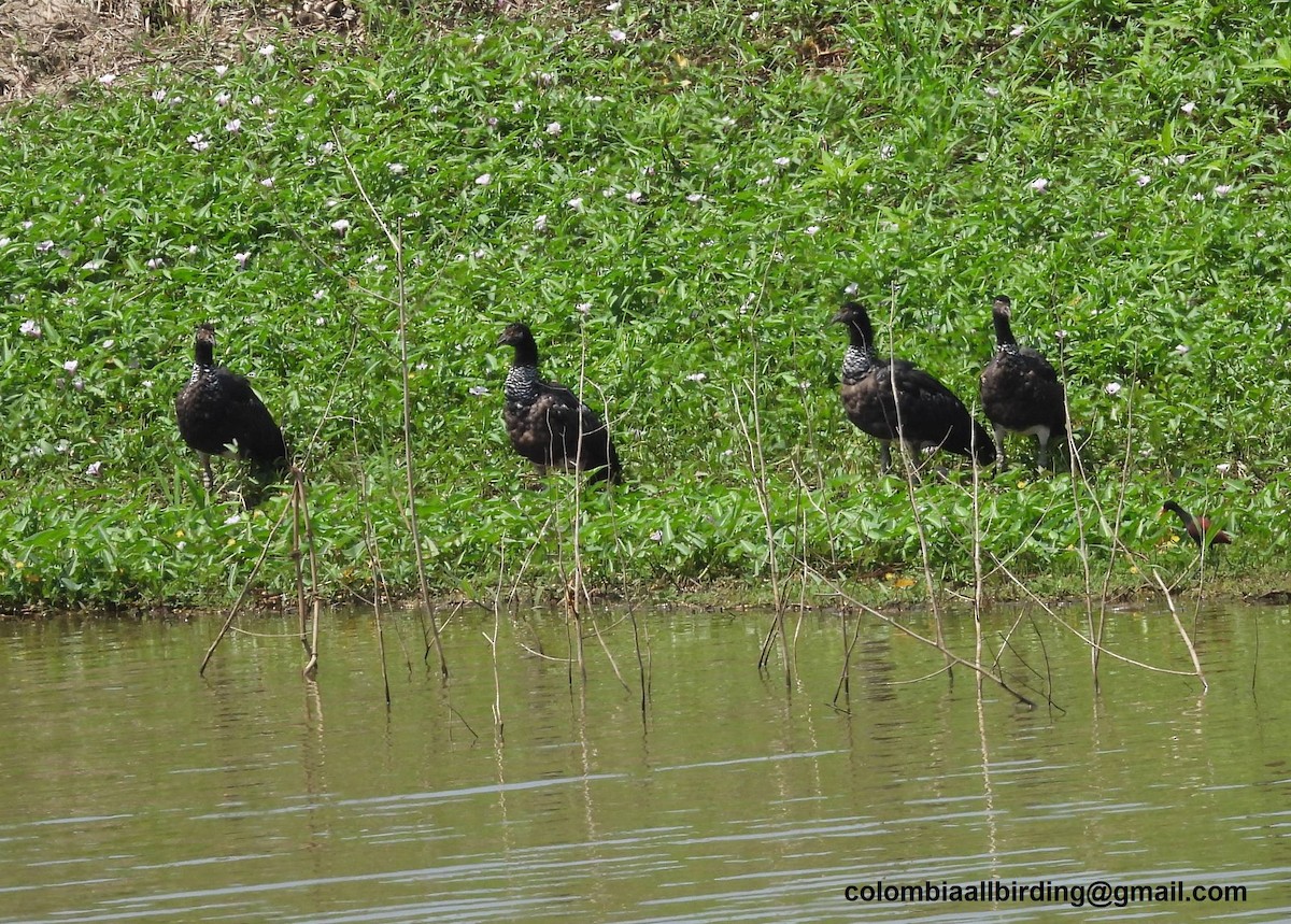 Horned Screamer - ML643406600