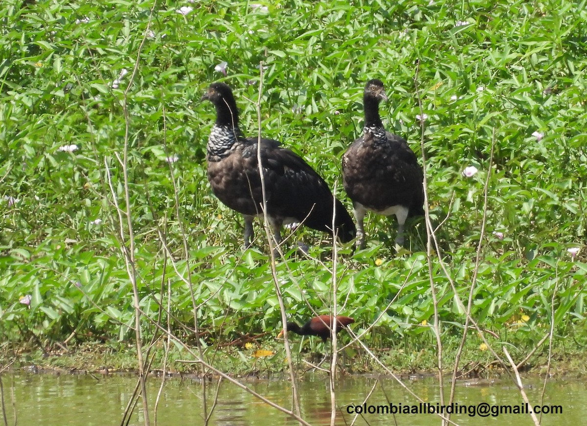 Horned Screamer - ML643406610