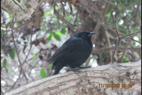 Scrub Blackbird - ML643406624