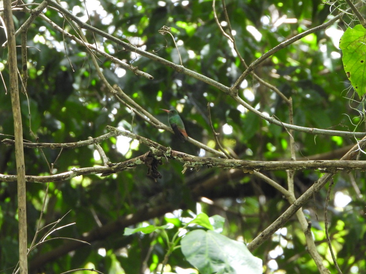 Rufous-tailed Hummingbird - ML643406629