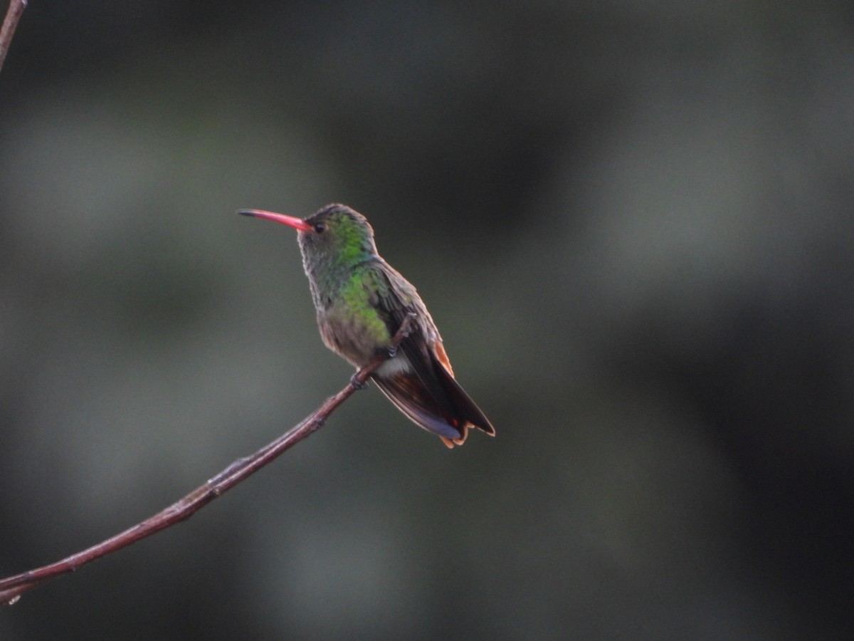 Rufous-tailed Hummingbird - ML643406630