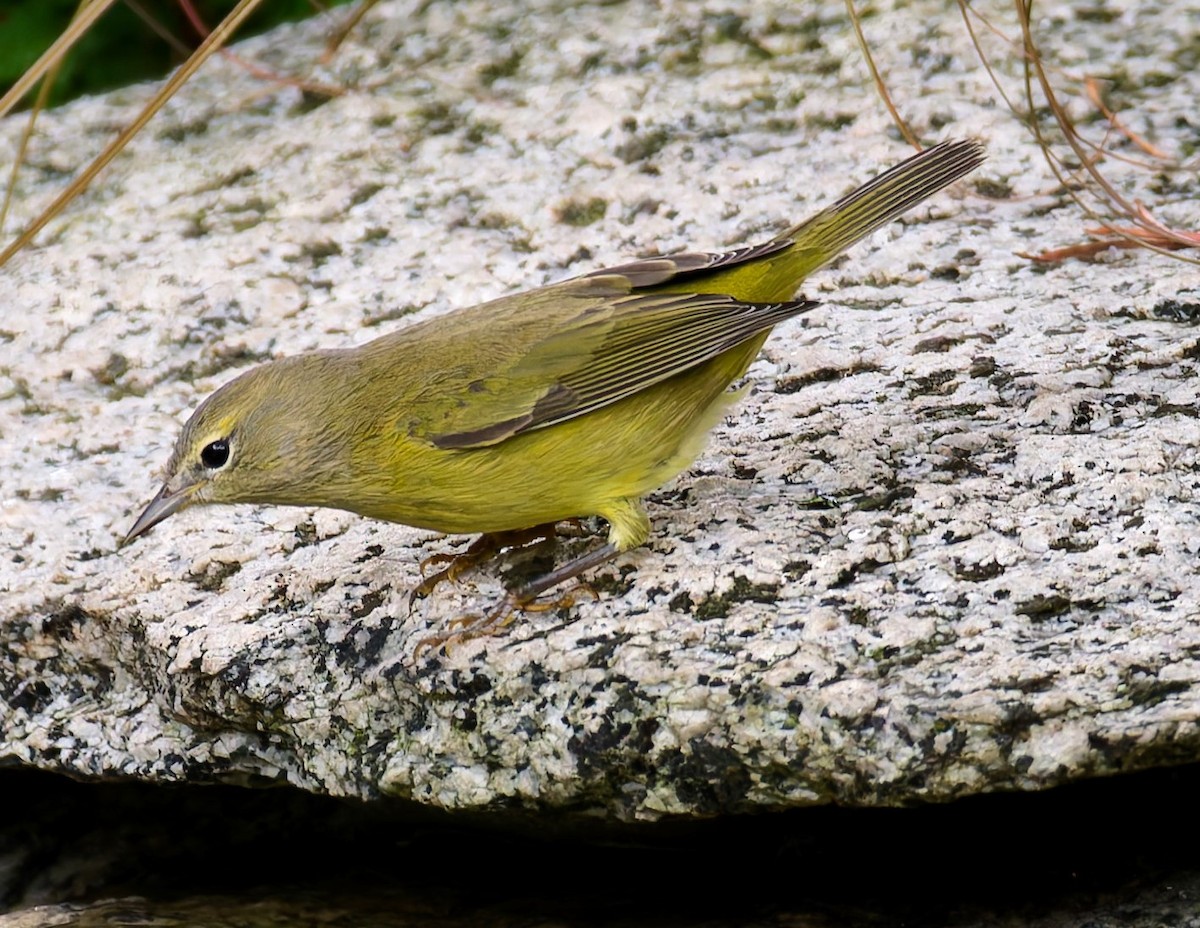 Orange-crowned Warbler (lutescens) - ML643406635
