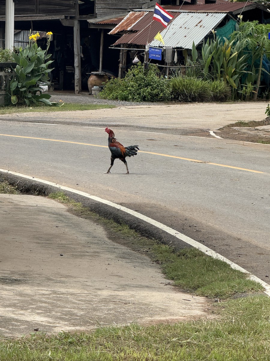 Red Junglefowl (Domestic type) - ML643406659
