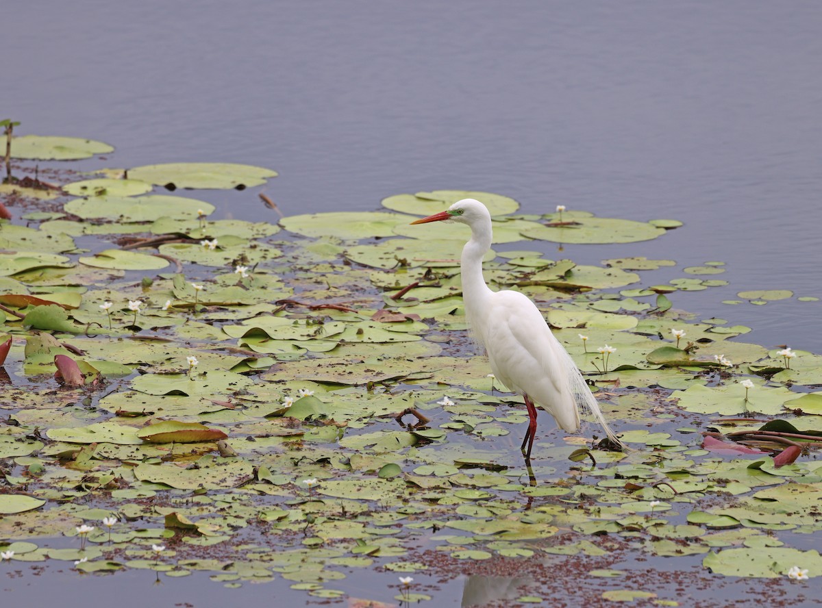 Plumed Egret - ML643406692