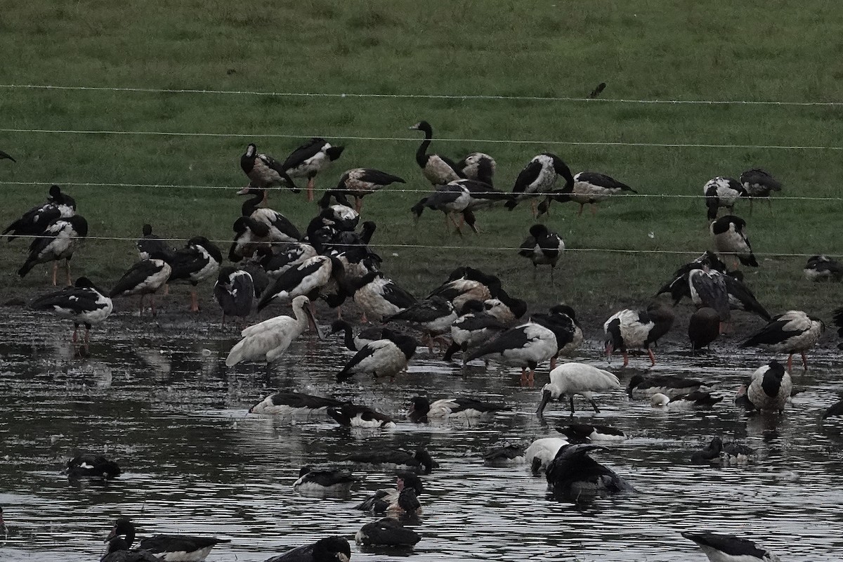 Royal Spoonbill - ML643406696