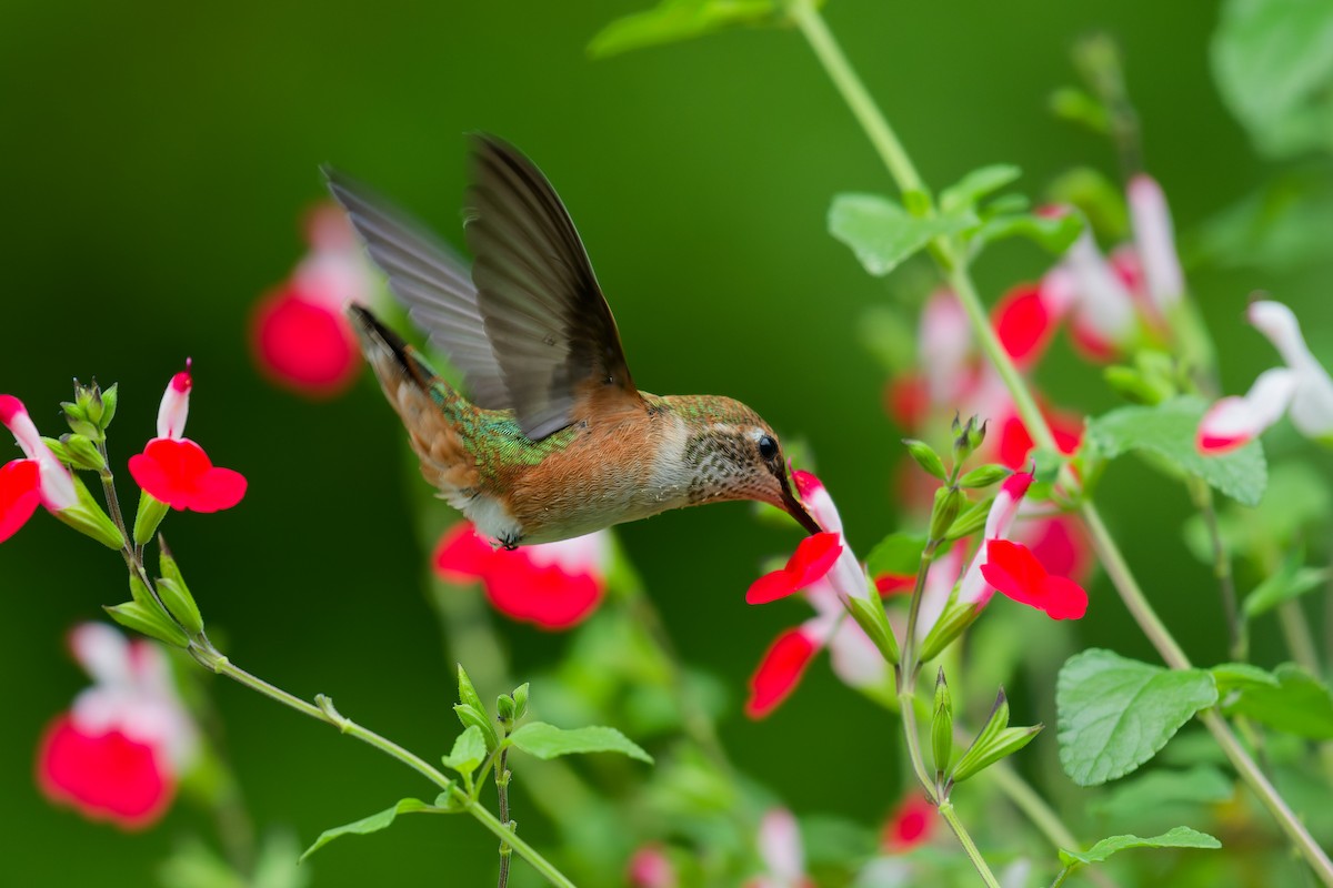 Rufous Hummingbird - ML643406699