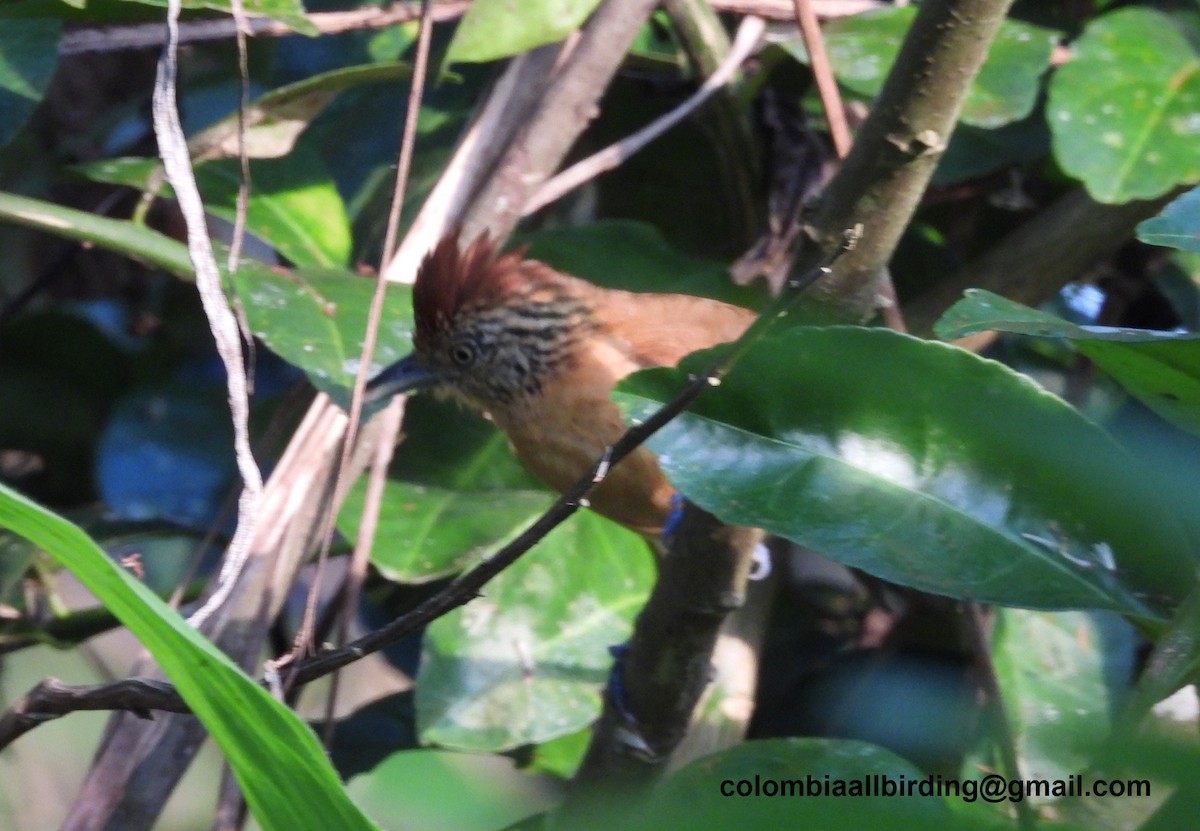 Barred Antshrike - ML643406709