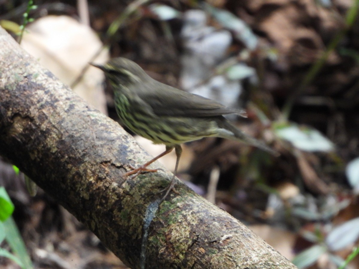 Northern Waterthrush - ML643406711