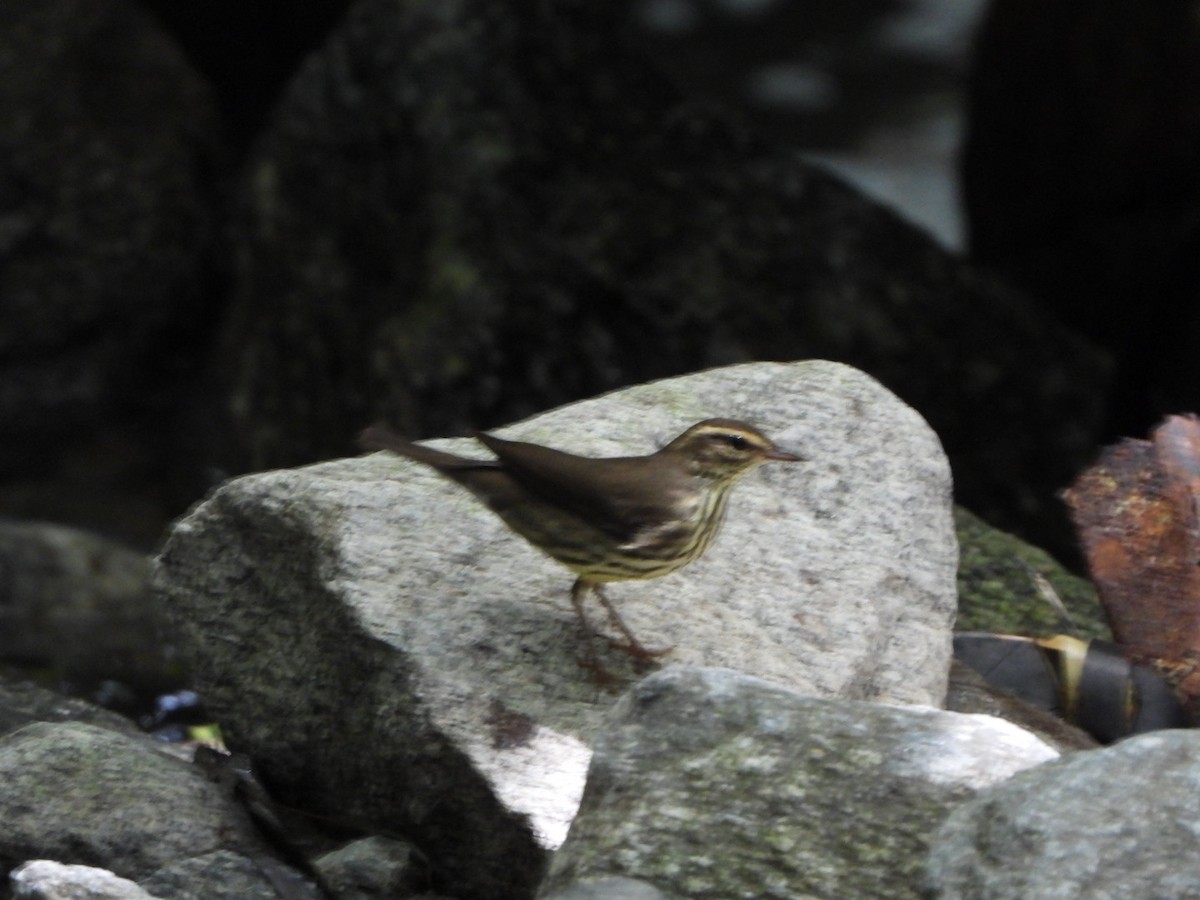 Northern Waterthrush - ML643406712