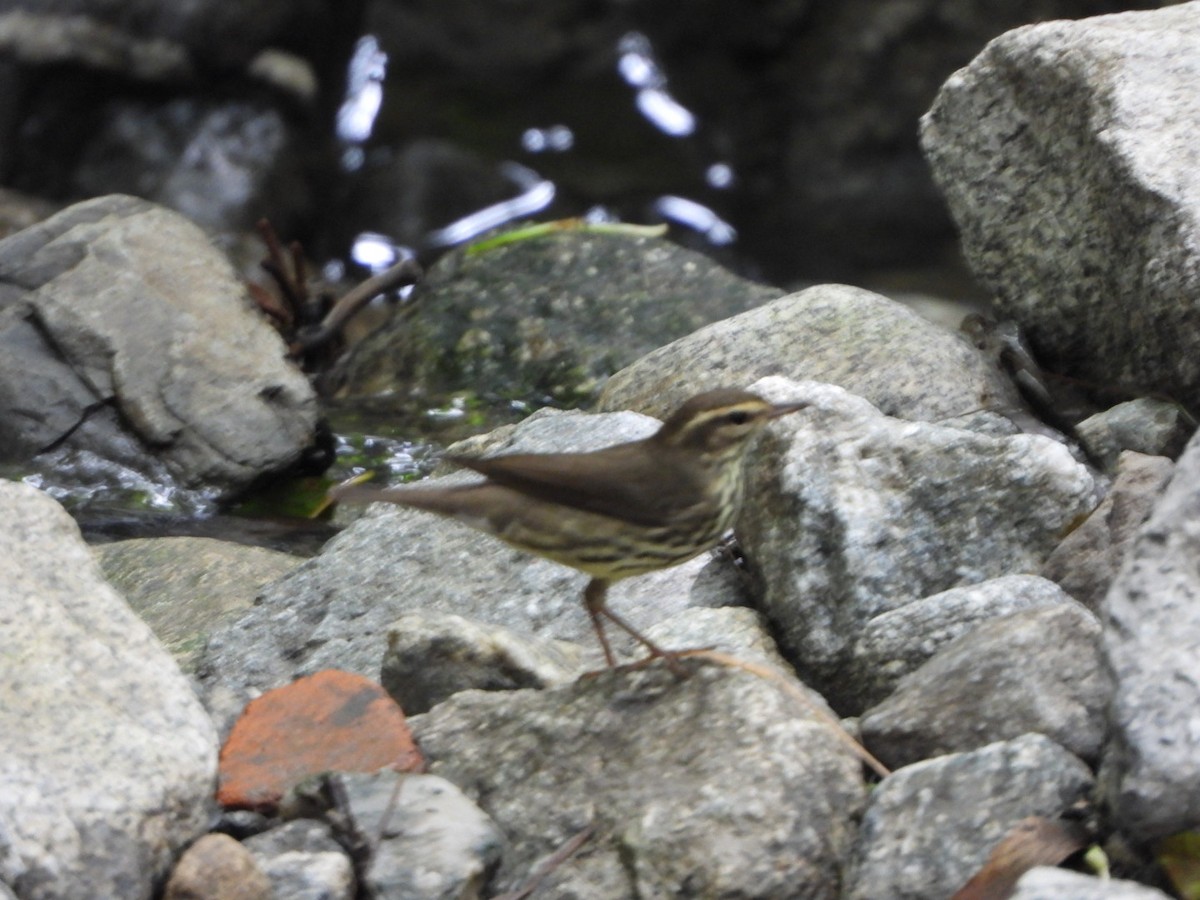 Northern Waterthrush - ML643406713