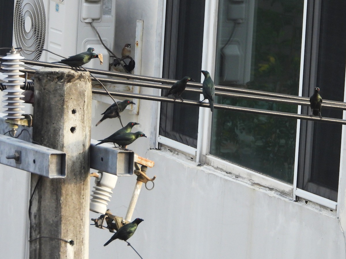 Asian Glossy Starling - ML643406732