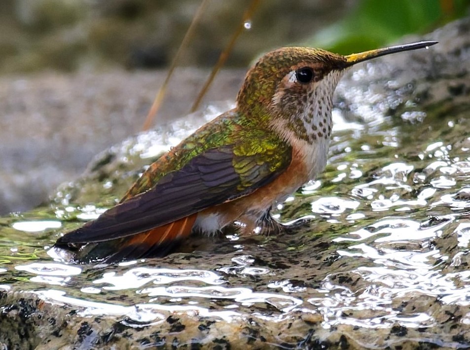 Rufous Hummingbird - ML643406734