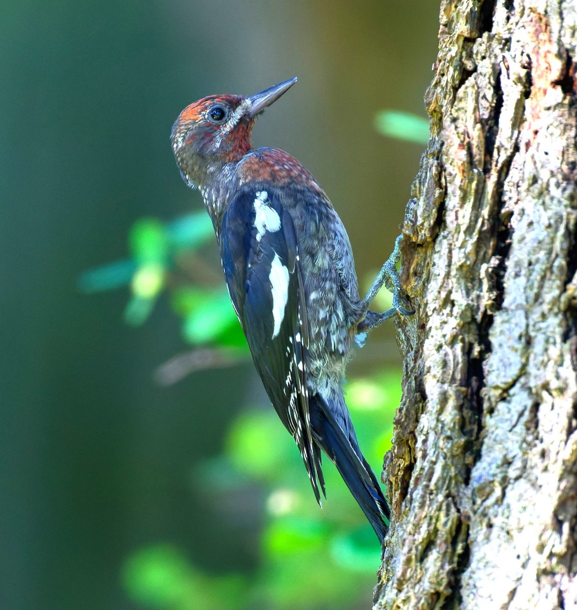 Red-breasted Sapsucker - ML643406741