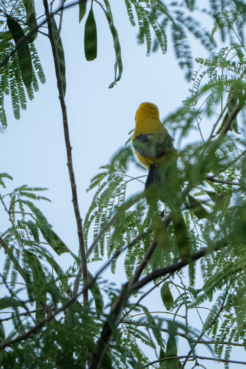 Oriole orange - ML643406742