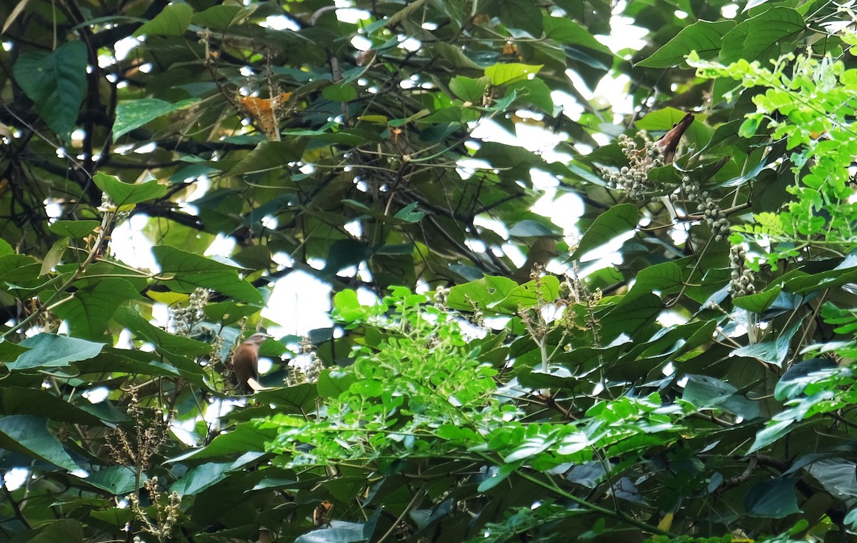 Chestnut-tailed Starling - ML643406743