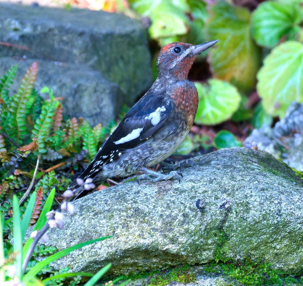 Red-breasted Sapsucker - ML643406746