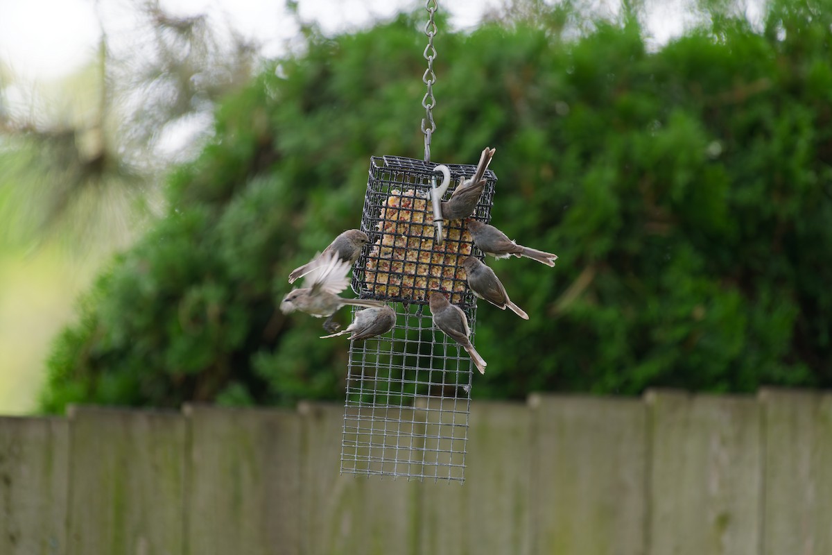 Bushtit - ML643406760
