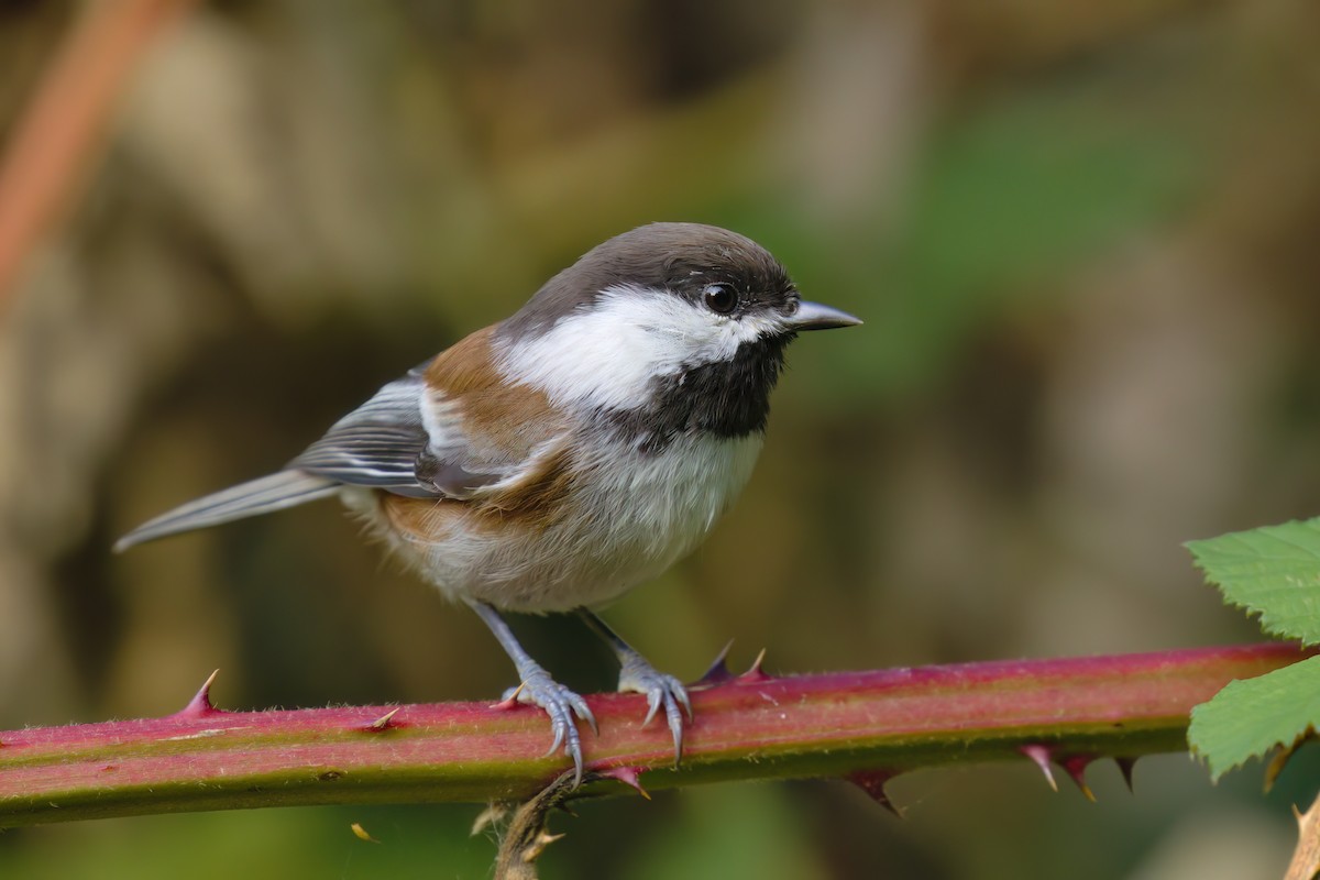 Chestnut-backed Chickadee - ML643406791