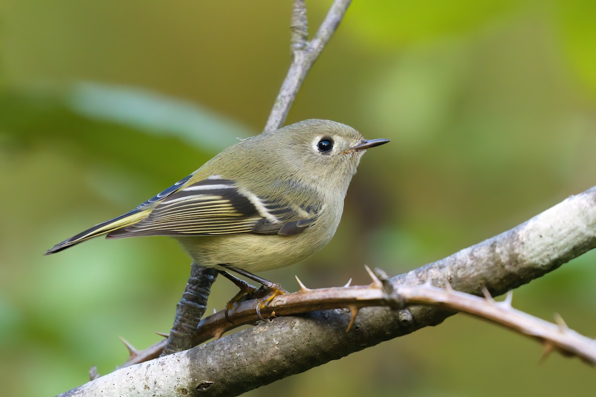 Ruby-crowned Kinglet - ML643406803