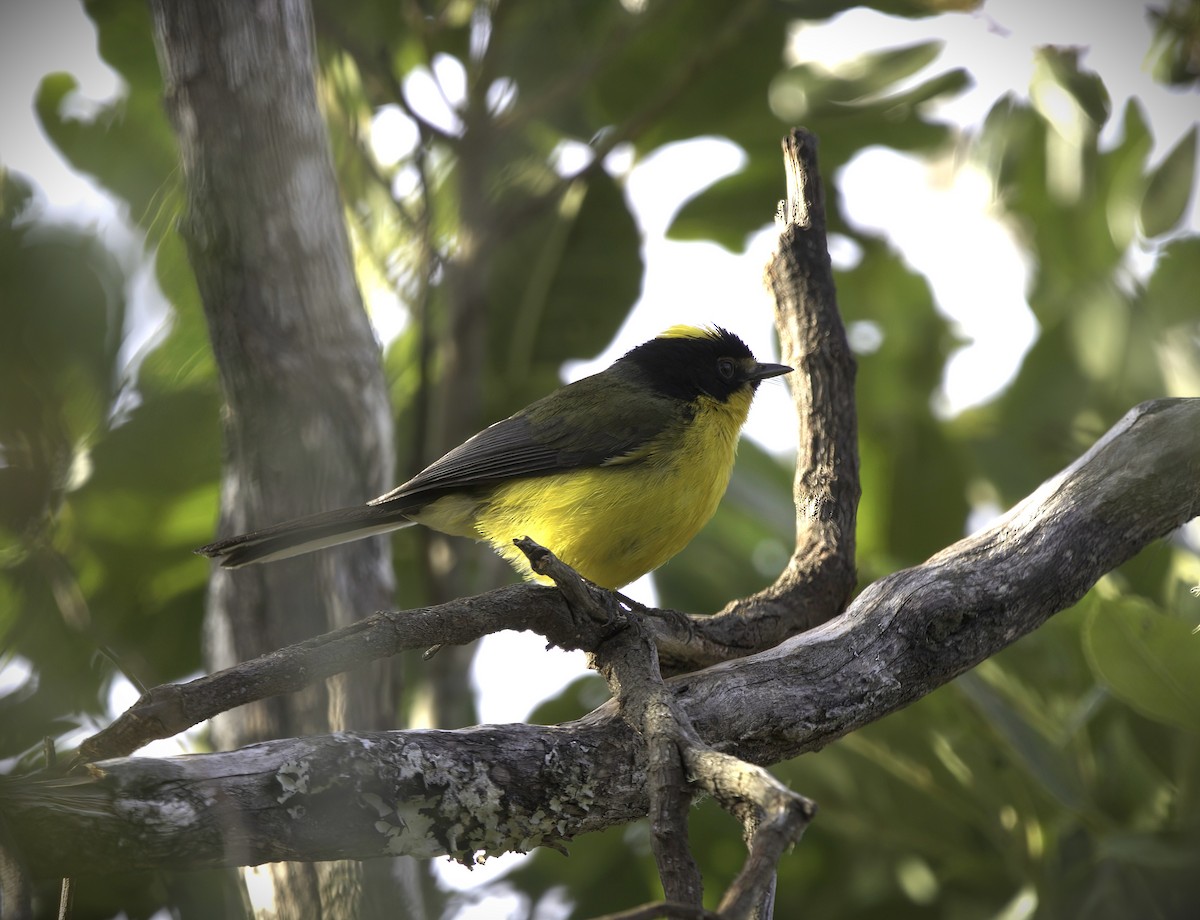 Yellow-crowned Redstart - ML643406809