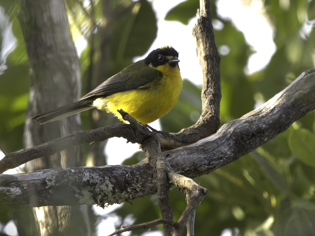 Yellow-crowned Redstart - ML643406810