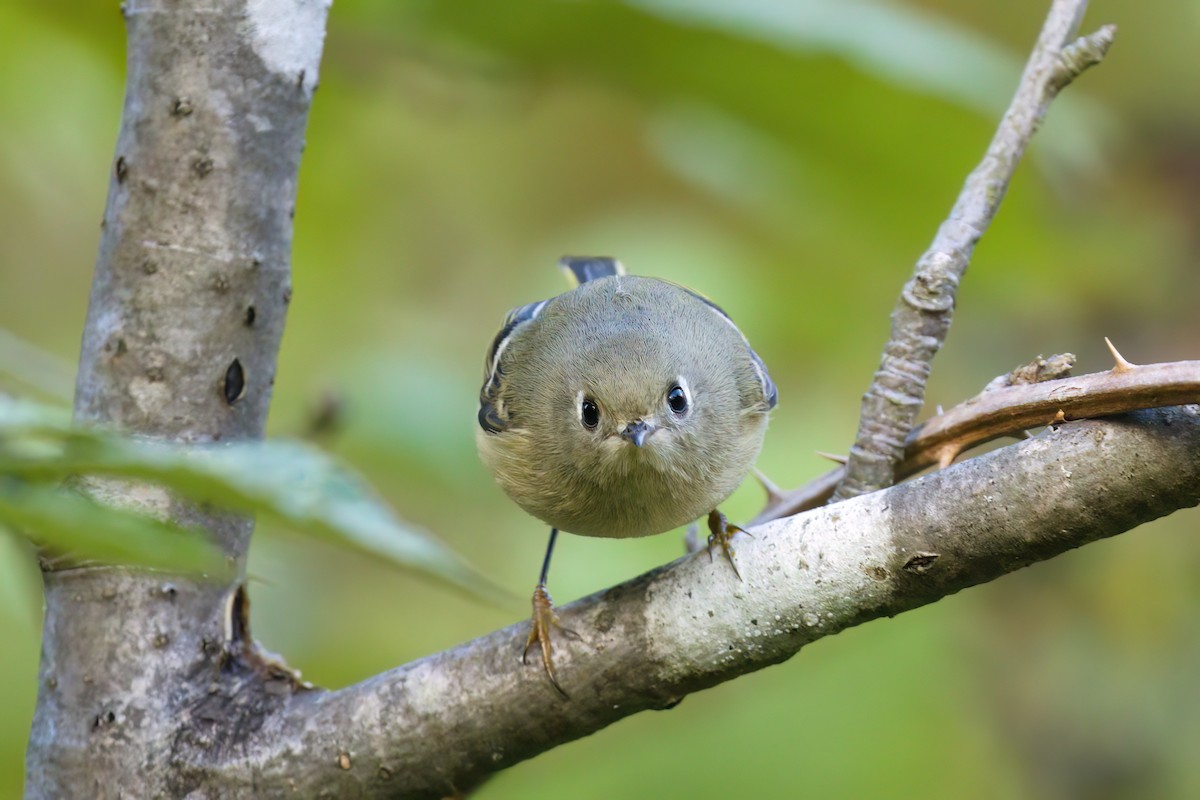 Ruby-crowned Kinglet - ML643406819