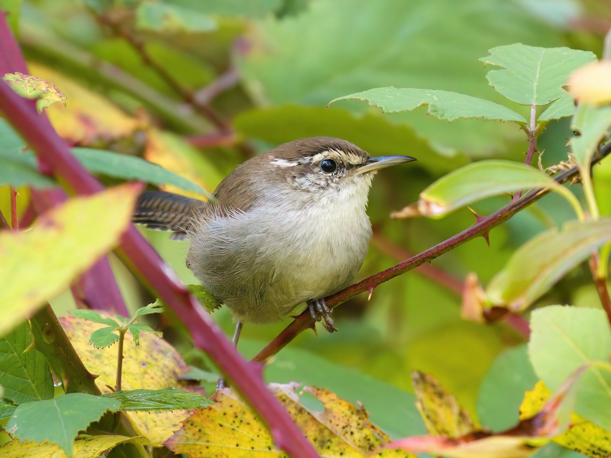 Bewick's Wren - ML643406823