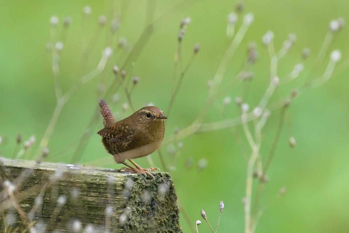 Pacific Wren - ML643406829