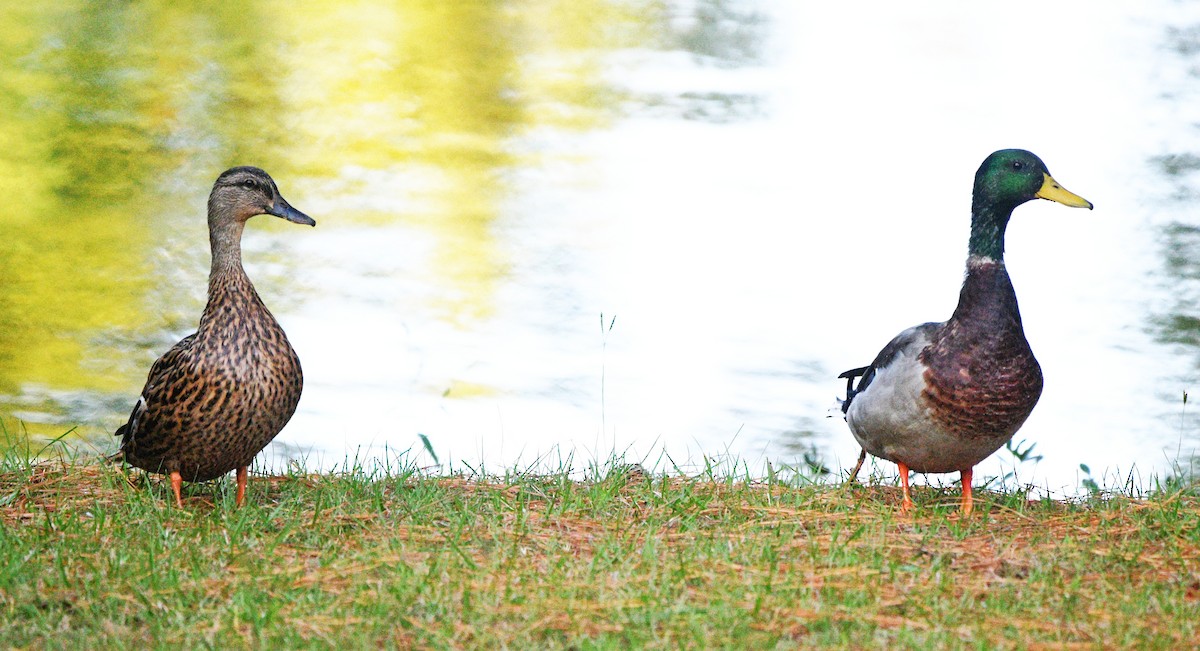 Canard colvert - ML643406848