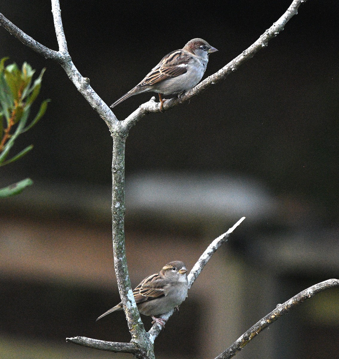 Moineau domestique - ML643406861
