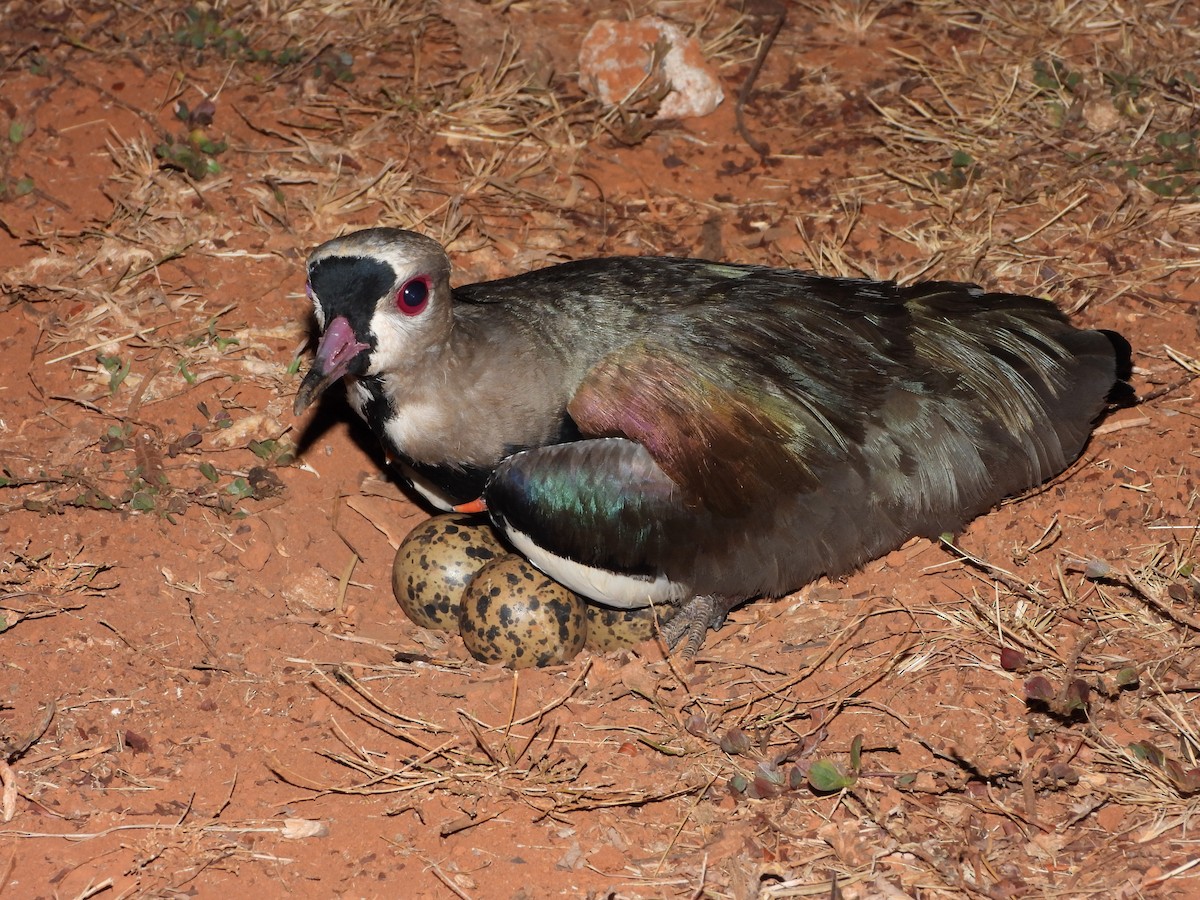 Southern Lapwing - ML643406874