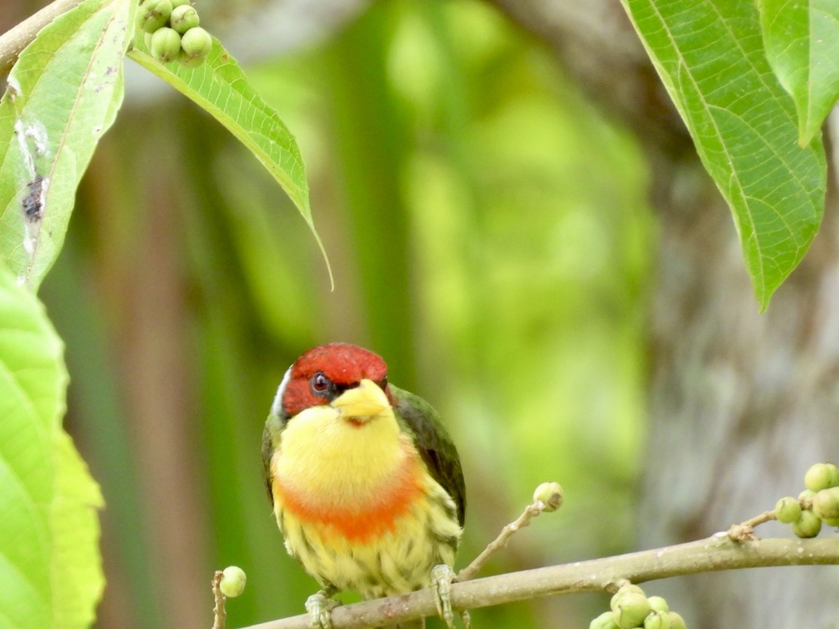 Goldbrust-Bartvogel - ML643406878