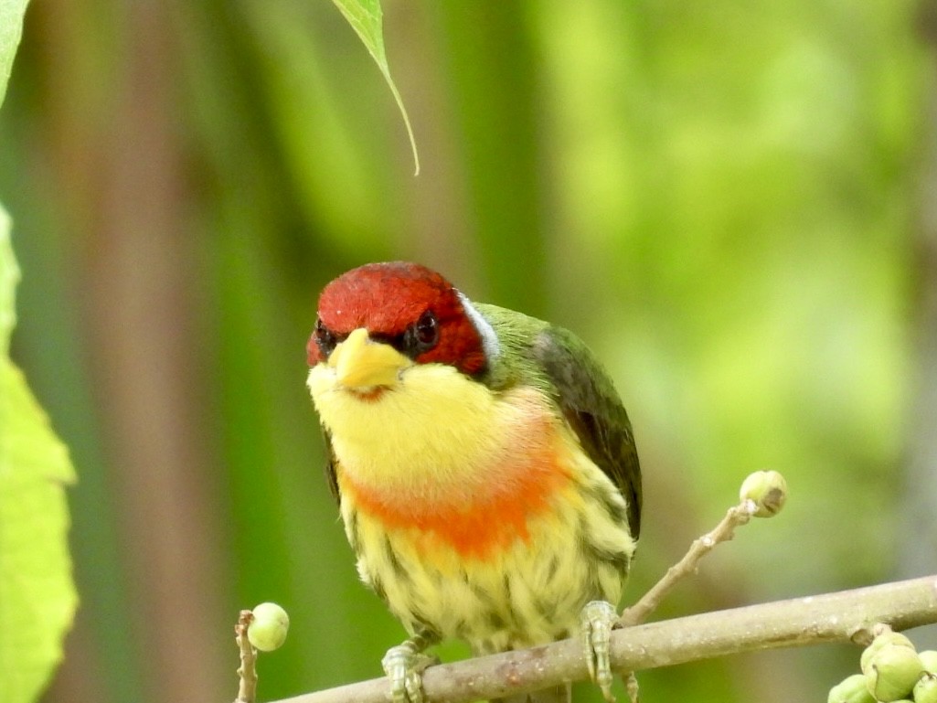 Goldbrust-Bartvogel - ML643406879