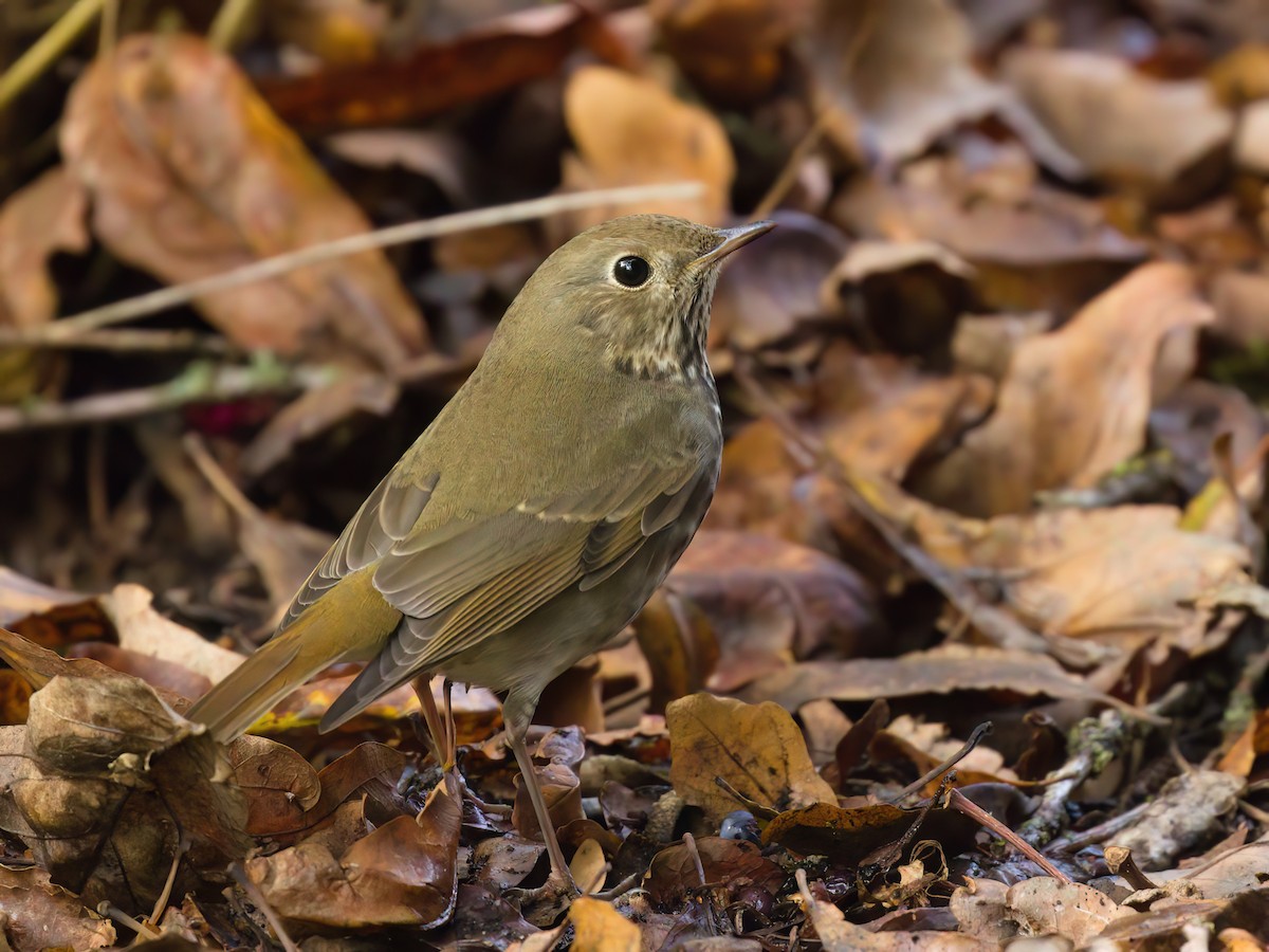 Hermit Thrush - ML643406881