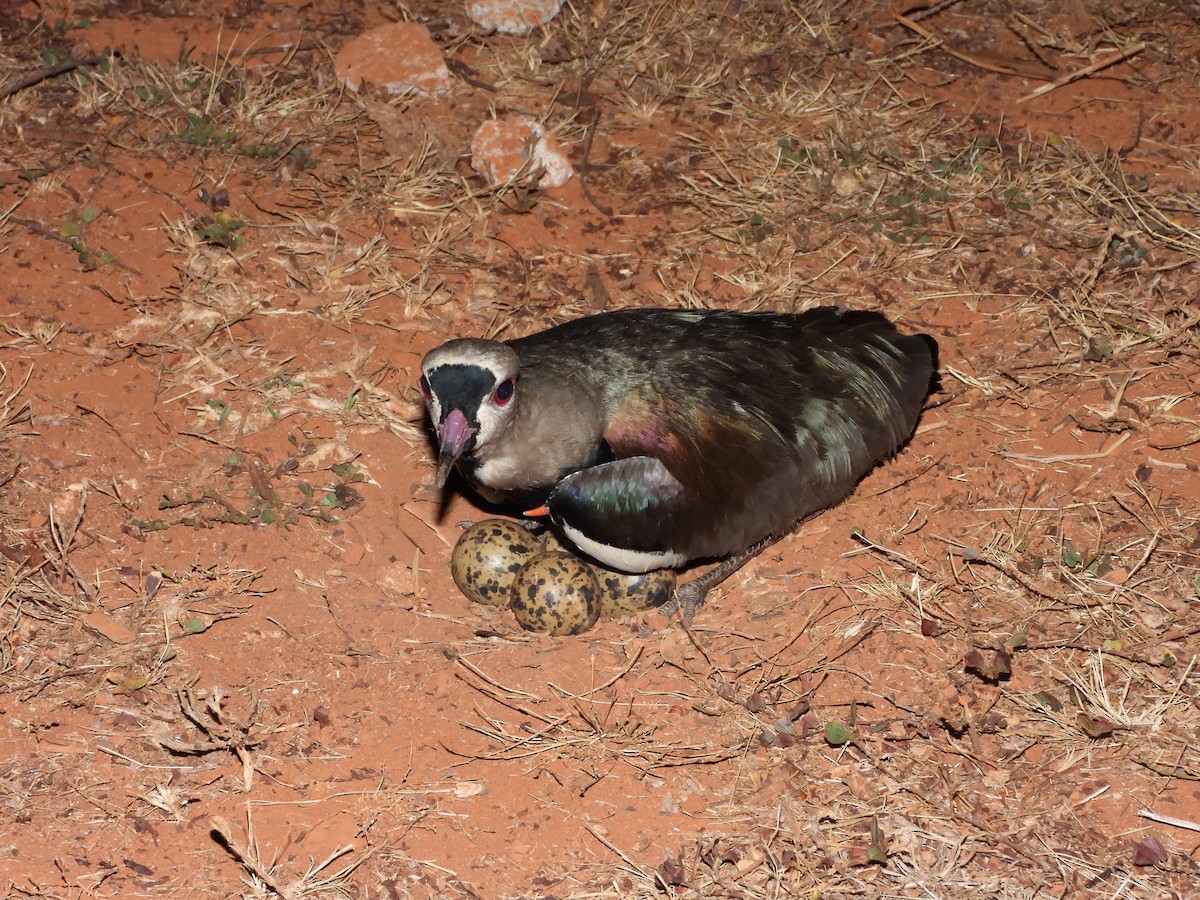 Southern Lapwing - ML643406882